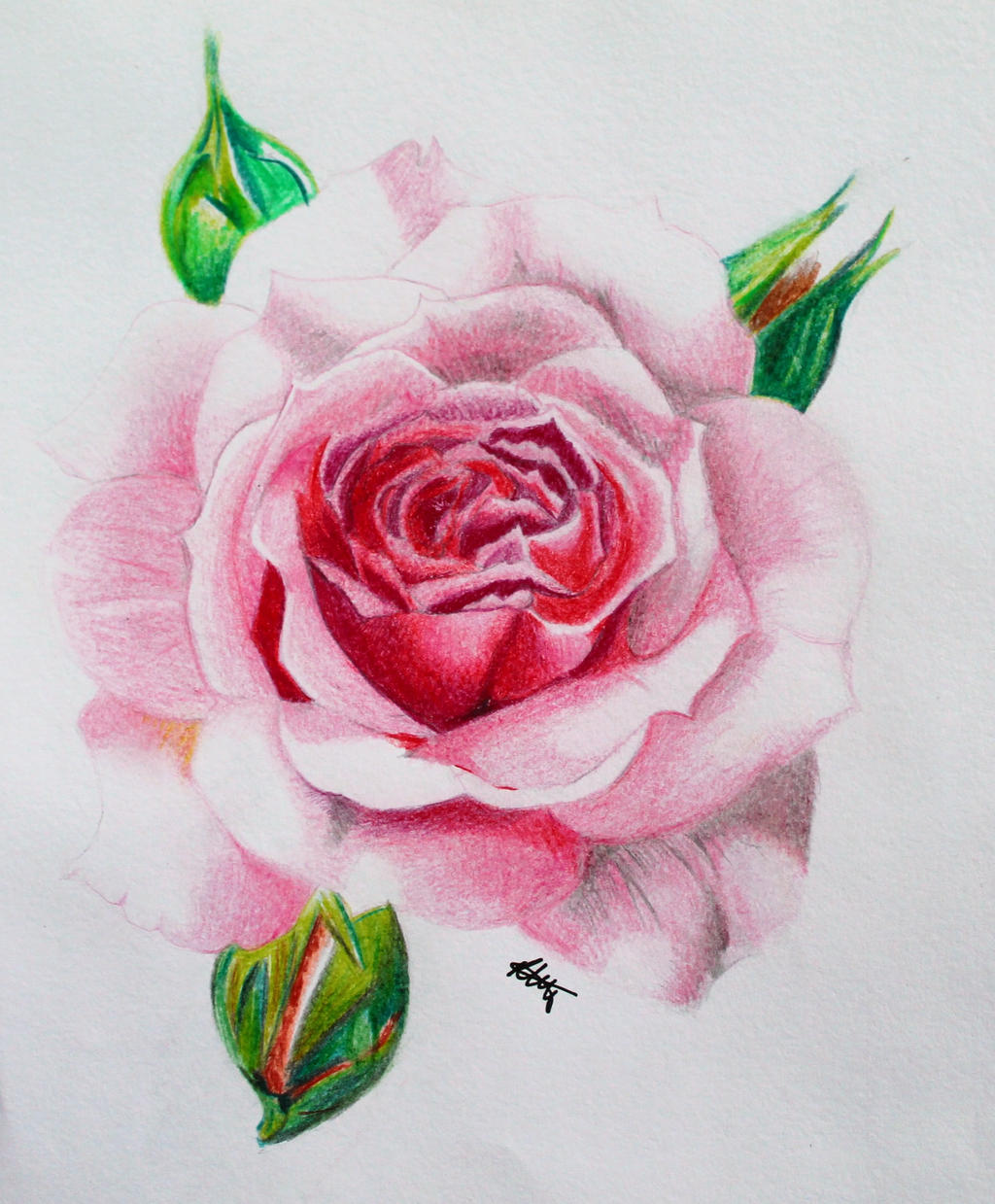 Realistic Red Rose Drawing
