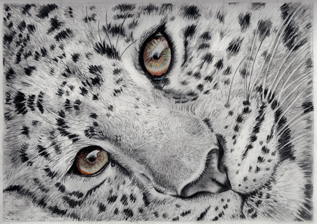Cheetah drawing by Larrythecucumber on DeviantArt