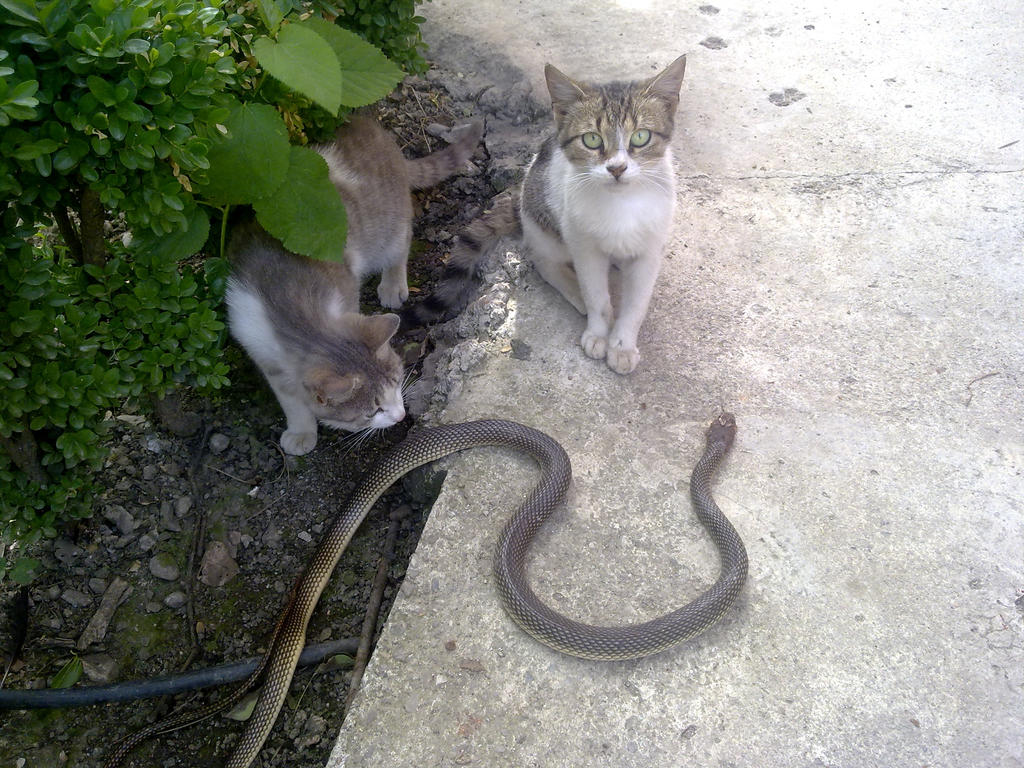 cat vs. snake by isaphlvn on DeviantArt