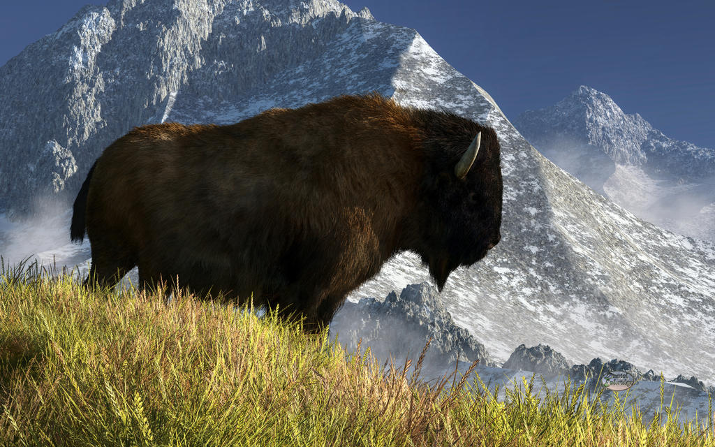 rocky_mountain_buffalo_by_deskridge-d8fip13.jpg