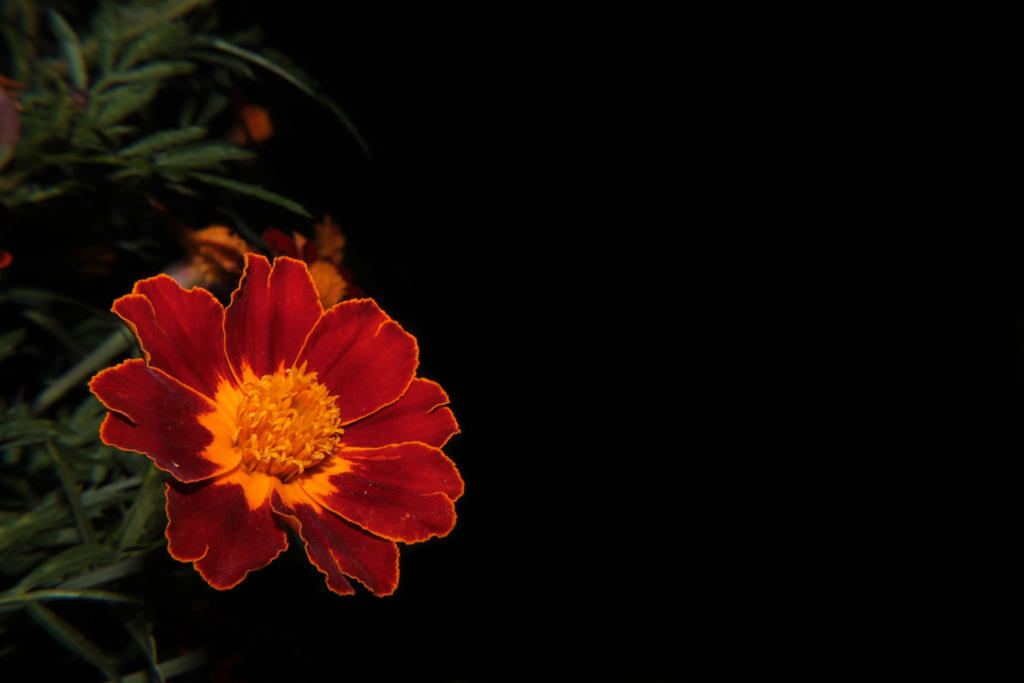 Flower Against Black Background by BTrerice on DeviantArt