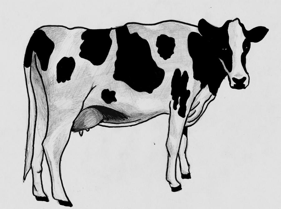 Sketch Cow by timohuovinen on DeviantArt