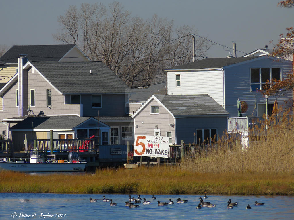 Brant, in Compliance  by peterkopher