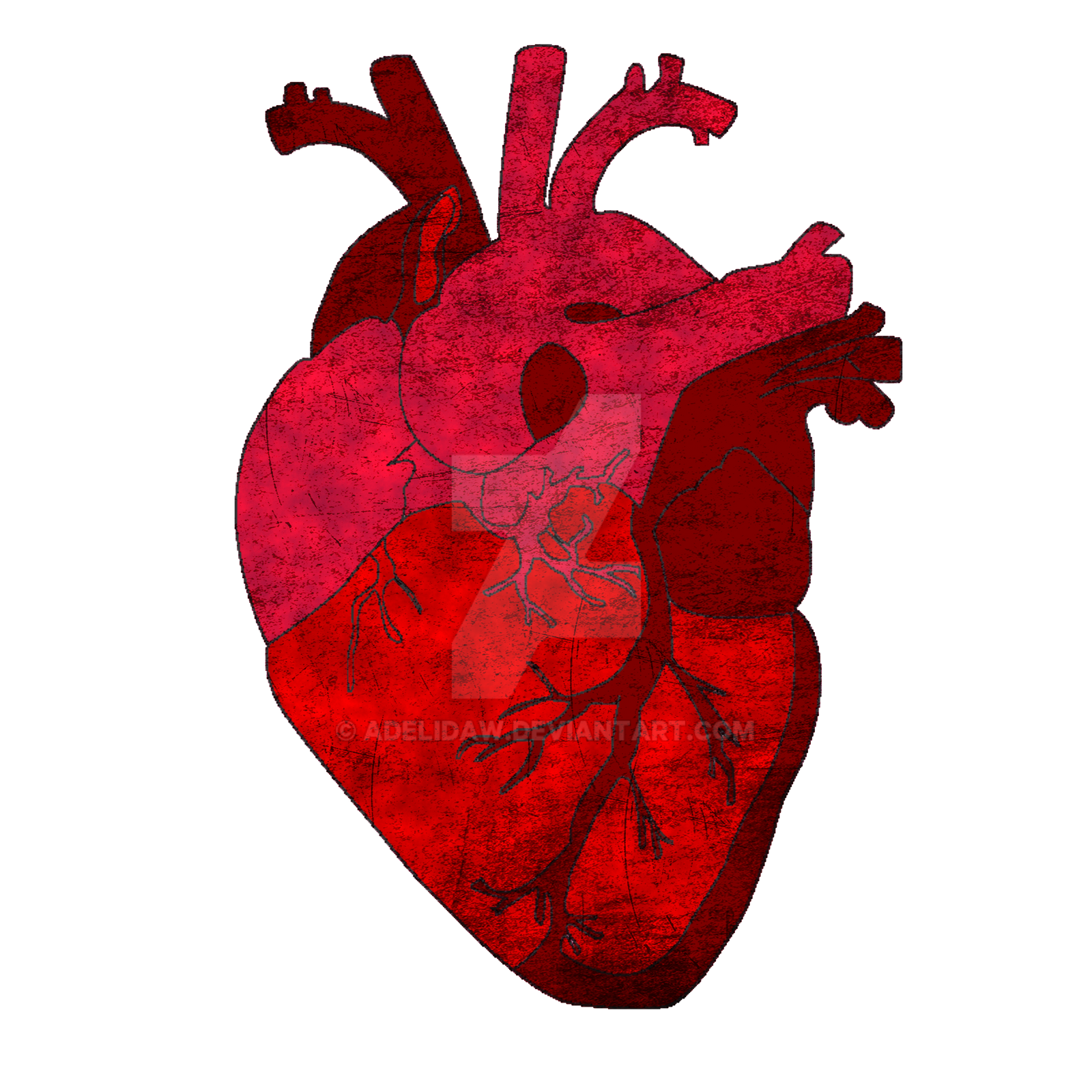 Human Heart. by Adelidaw on DeviantArt