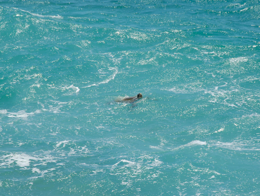 Sea Turtle Taking a Breath by MogieG123 on DeviantArt