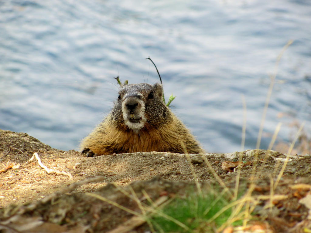 Image result for marmots in spokane