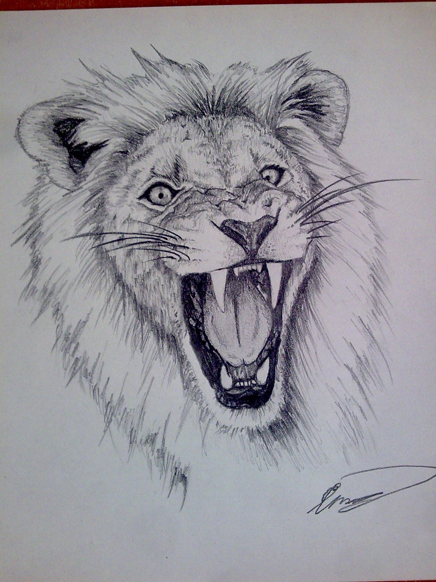 lion , pencil by cleefard on DeviantArt