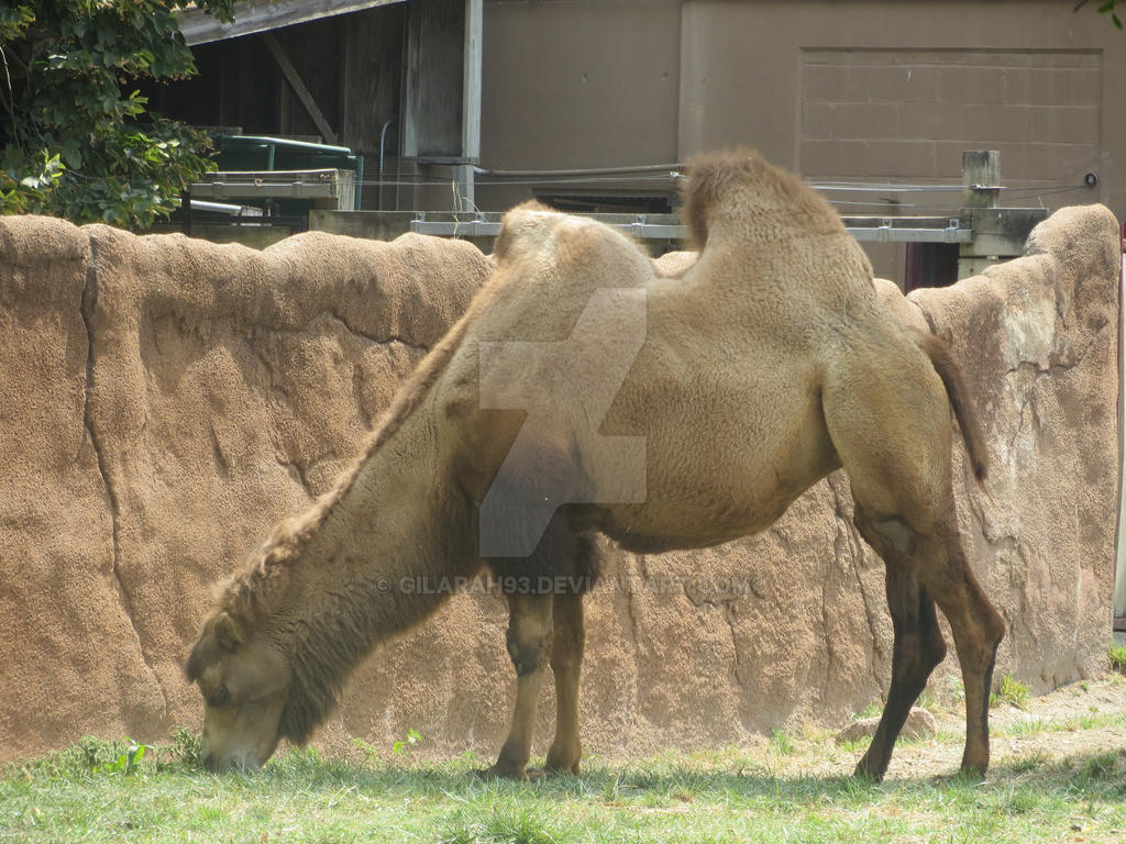 St. Louis Zoo: Bactrian camel by Gilarah93 on DeviantArt