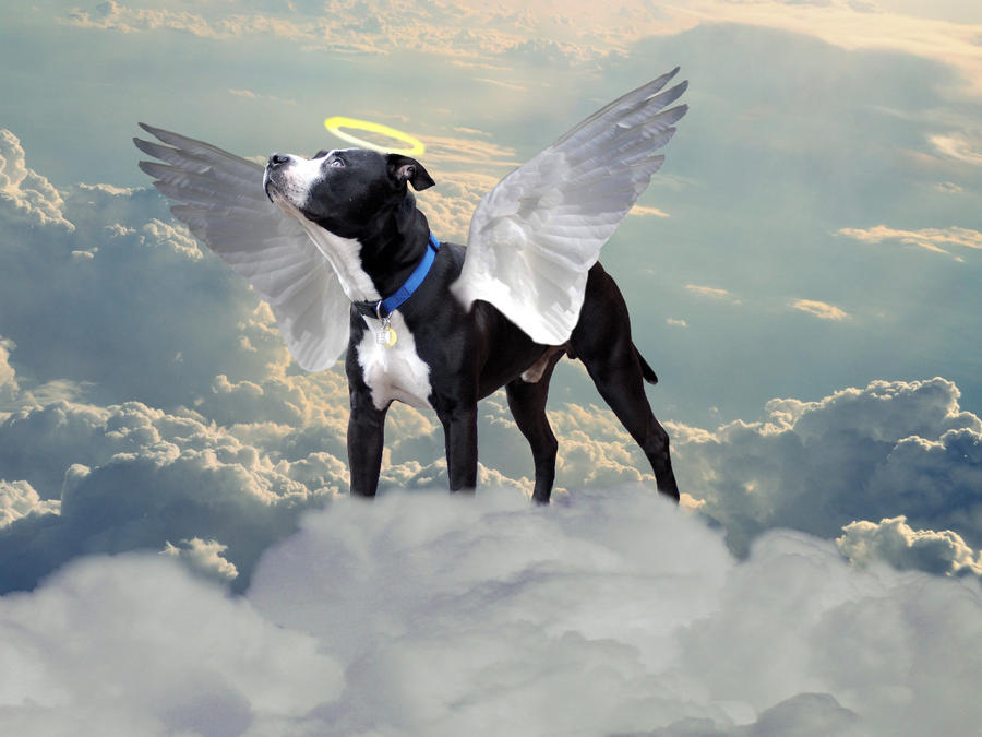 May 25th   All_dogs_go_to_heaven_by_thereapersapprentice-d4uixs4