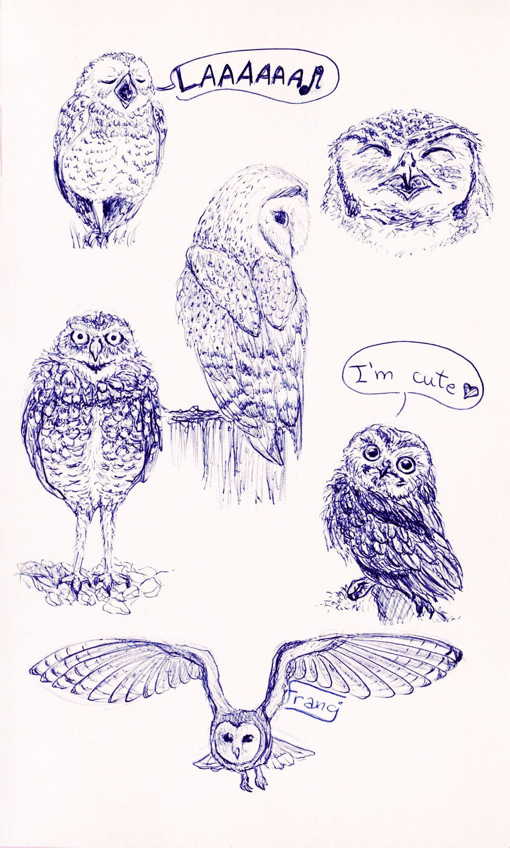 Owls study by Booksdust on DeviantArt