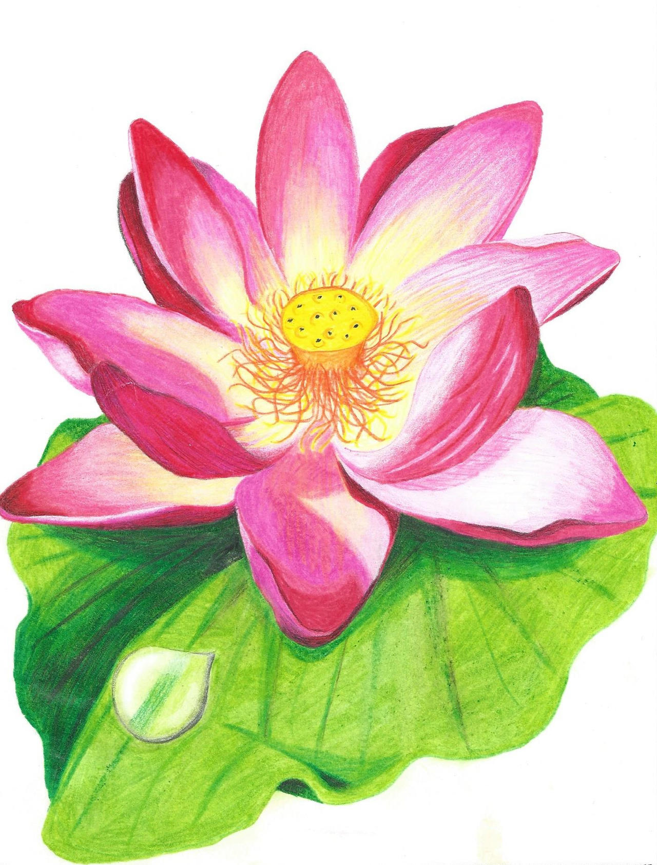 Lotus flower with colored pencil drawing by JenniferNachtigal87 on