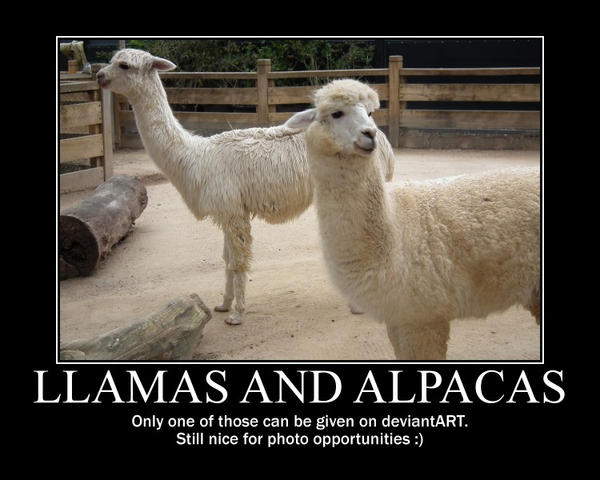 Llama and Alpaca Motivational by BrendanR85 on DeviantArt