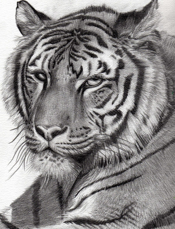 Tiger - in pencil by bhishma on DeviantArt
