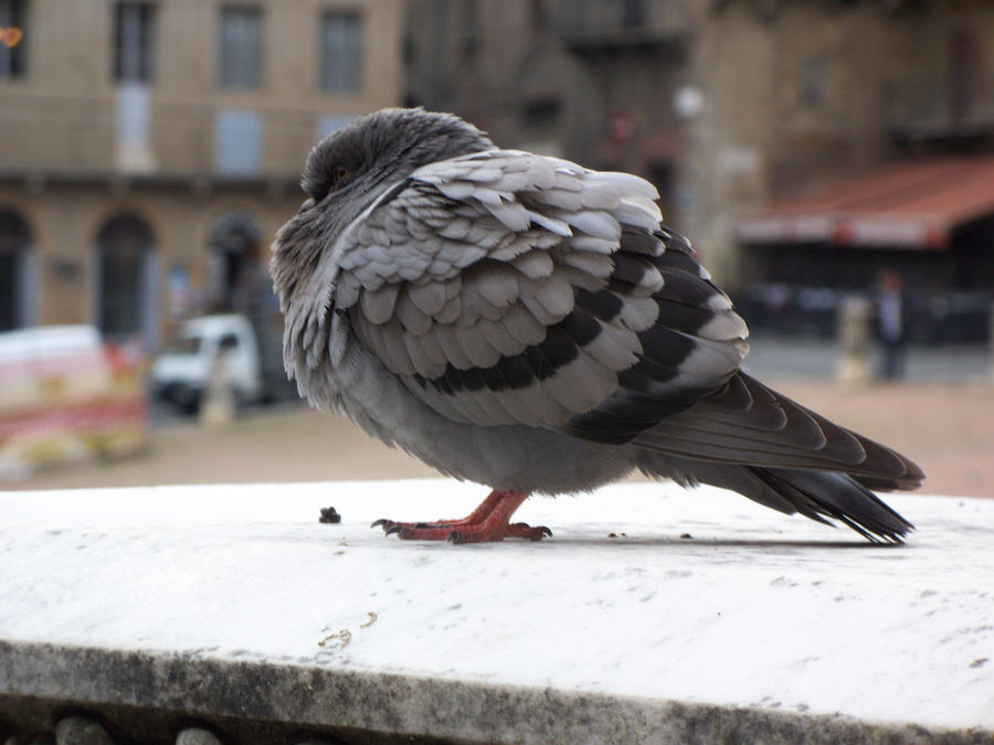 fluffy_pigeon_by_lady_xythis.jpg