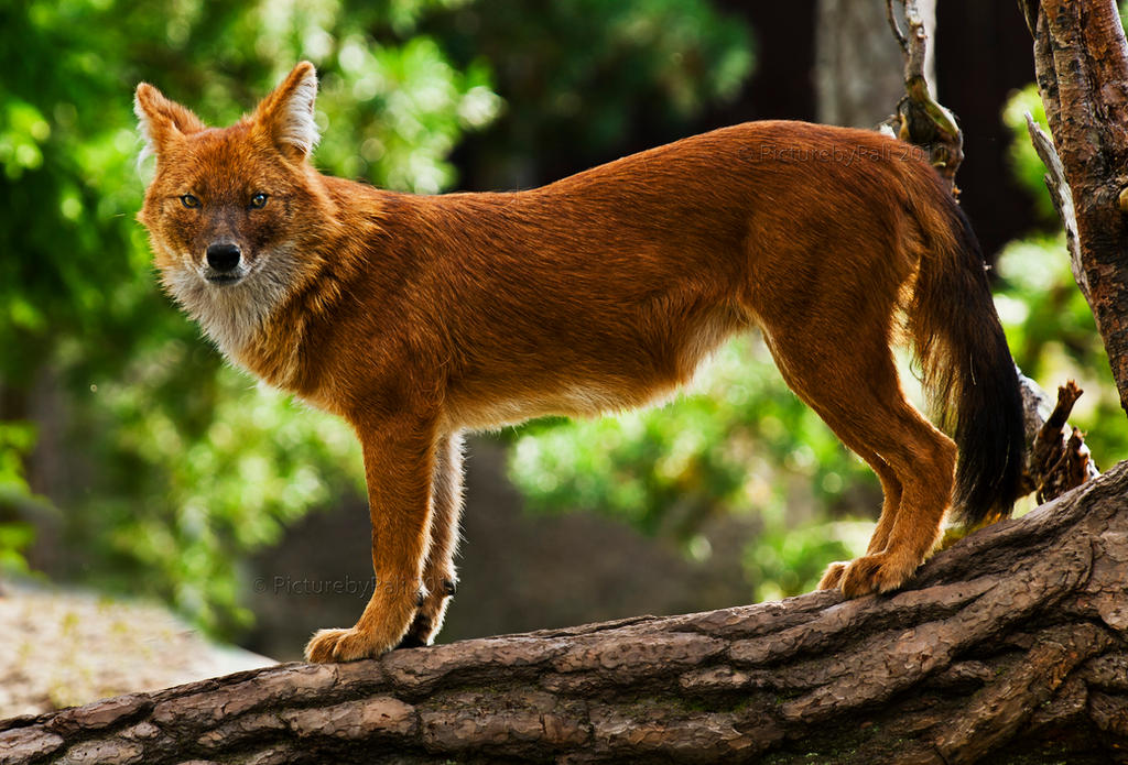 the_beautiful_dhole_by_picturebypali-d49qbfl.jpg