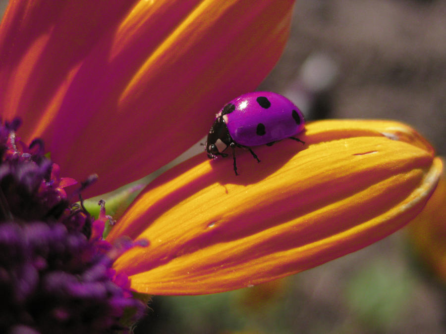 Image result for purple ladybug