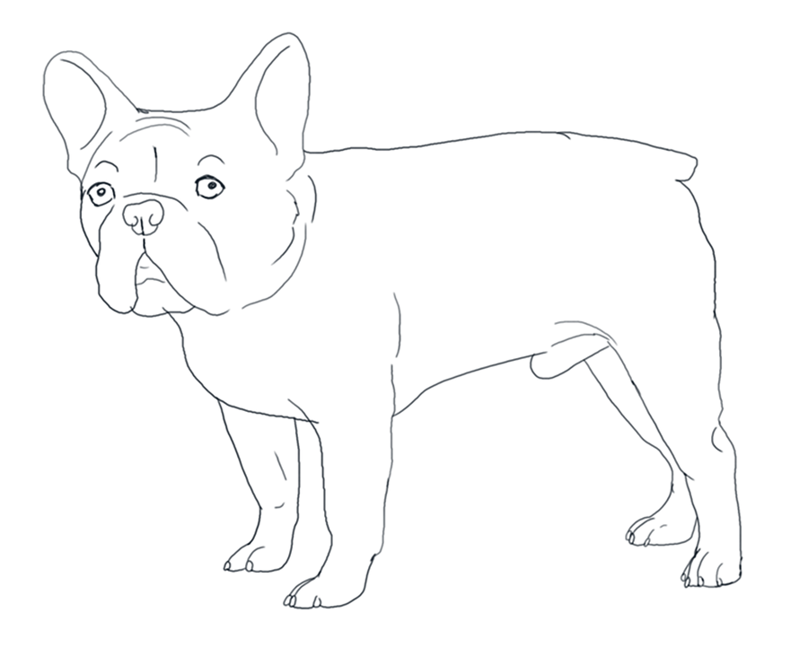 french bulldog linesvalentinekennel on deviantart
