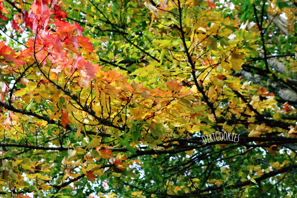 Leaves Changing Color by DirtCookies on DeviantArt