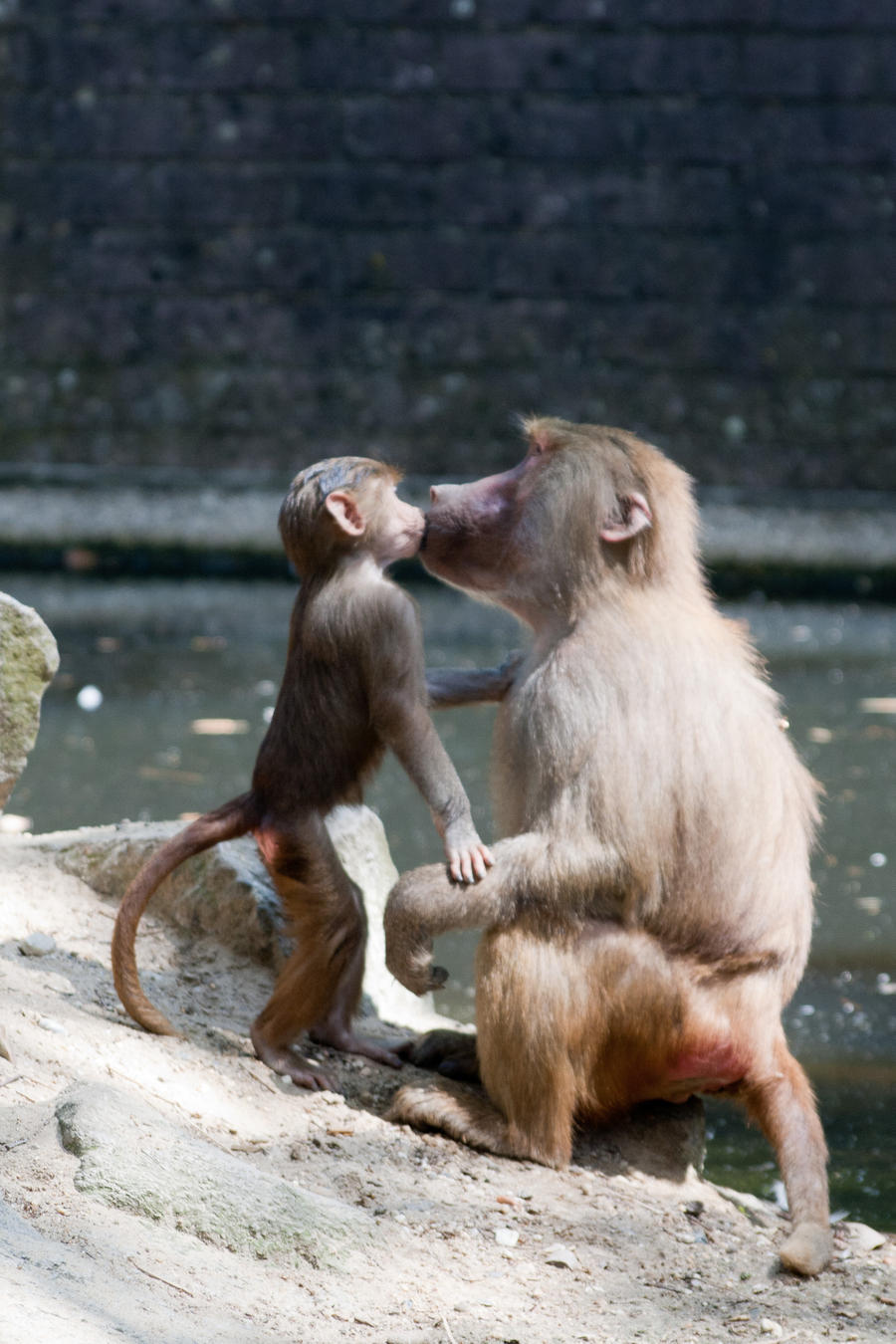 myrtle beach safari girl kissing monkeys
