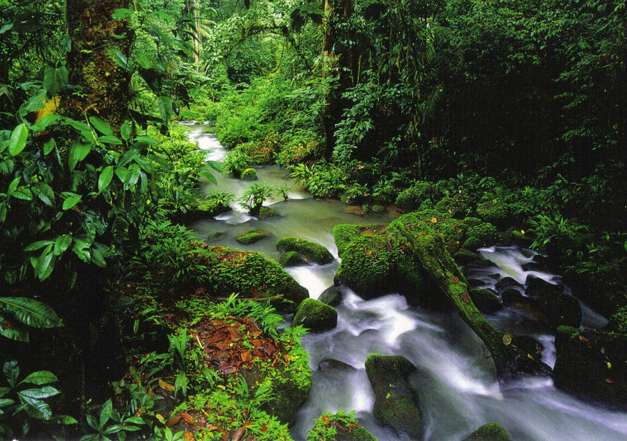 Rainforest in Costa Rica by Colonelengle on DeviantArt