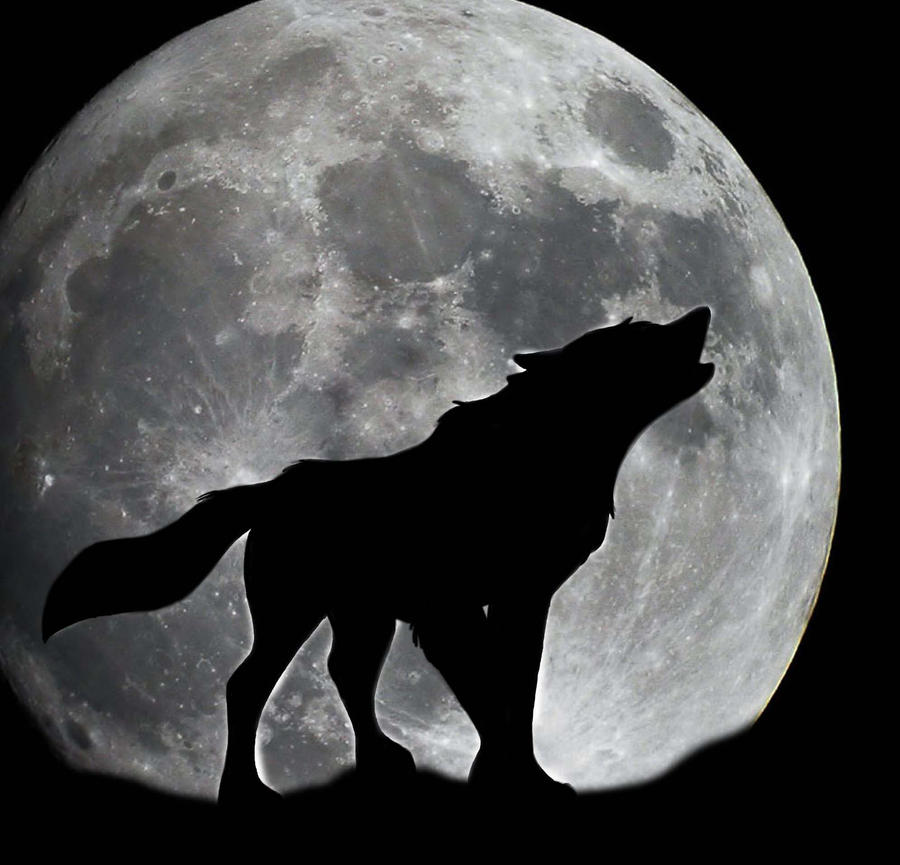 wolf and moon by MissPadfoot-88 on DeviantArt