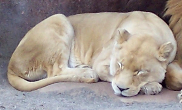 sleeping_lioness_by_shaded_stock.jpg
