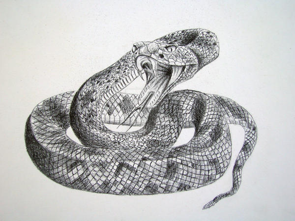 rattlesnake by dragonwolfmoon on DeviantArt