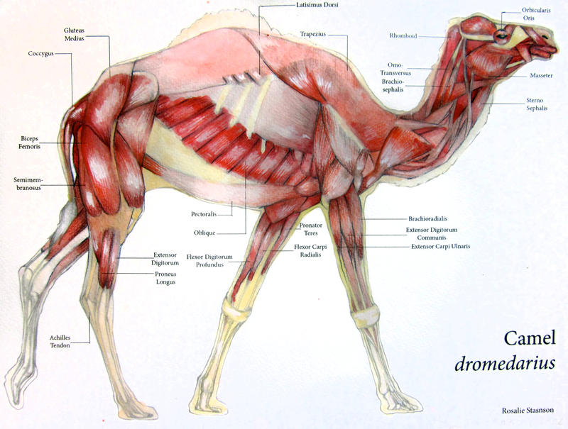 Camel Muscular System by Otvali on DeviantArt