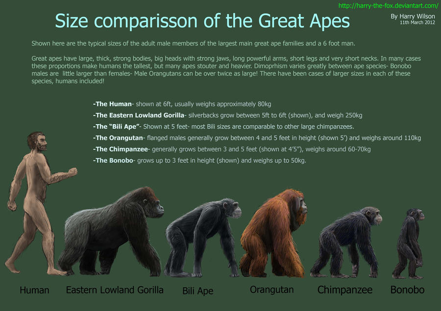 Great Ape Size Chart by Harry-the-Fox on DeviantArt