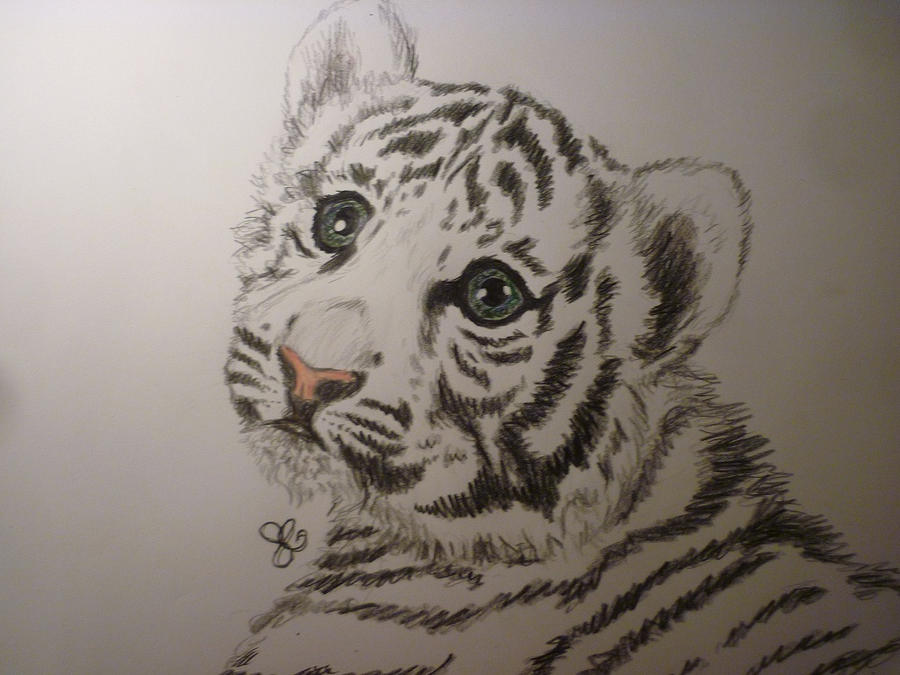 white tiger aww by viveie on DeviantArt