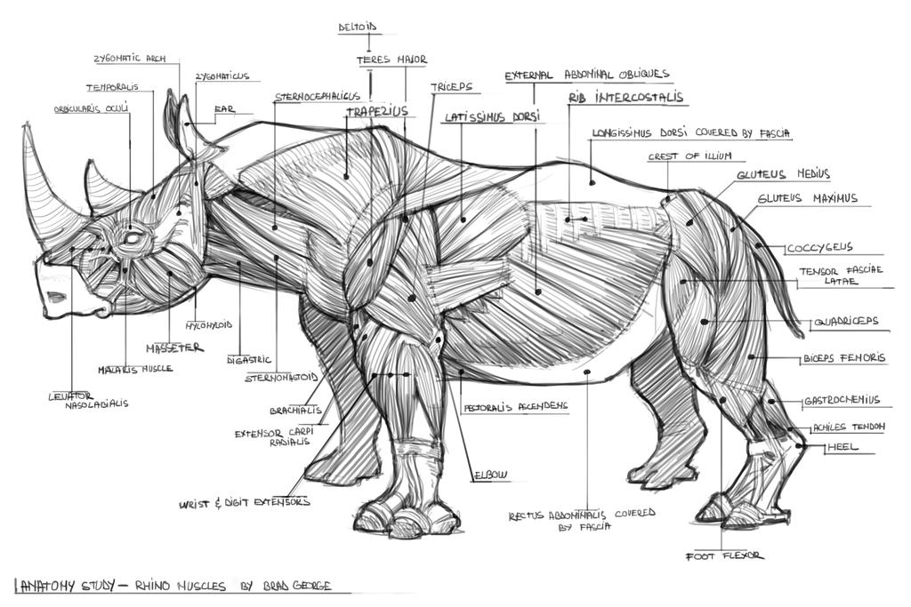 Study - Rhino (muscles) by georgecatalin93 on DeviantArt
