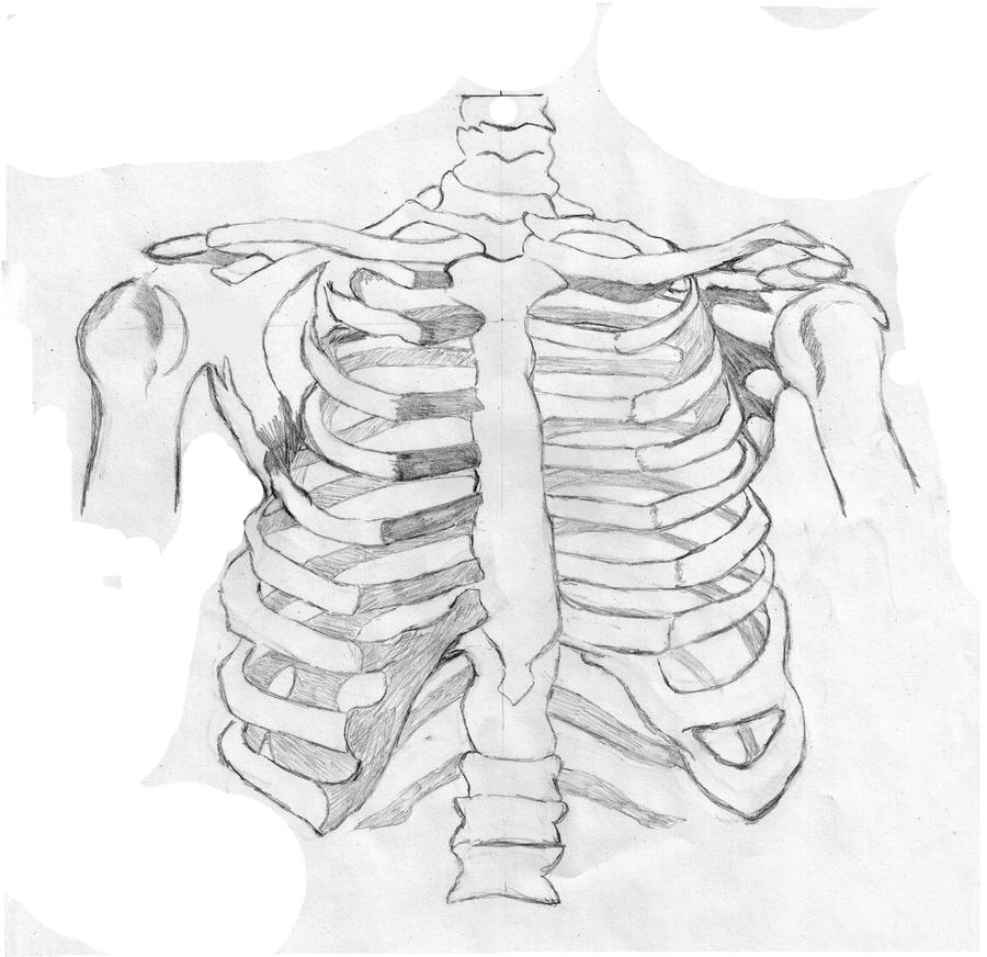 Torso layer 2 Skeleton by Griffica on DeviantArt