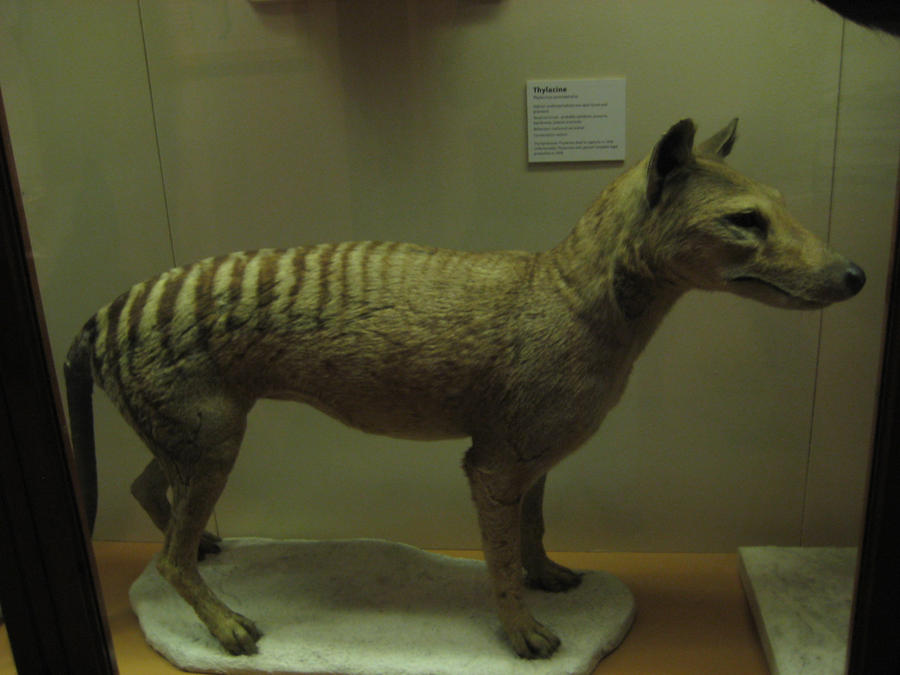 thylacine by a-lot-like-me on DeviantArt