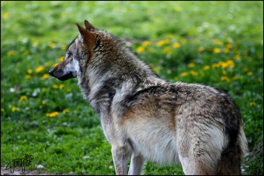 European Wolf 59 by Canisography on DeviantArt