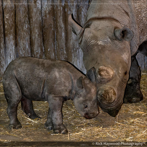 Baby Black Rhino 0848d by Haywood-Photography on DeviantArt