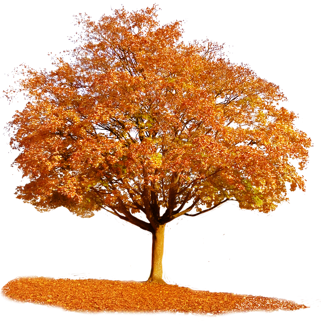 Image result for autumn tree