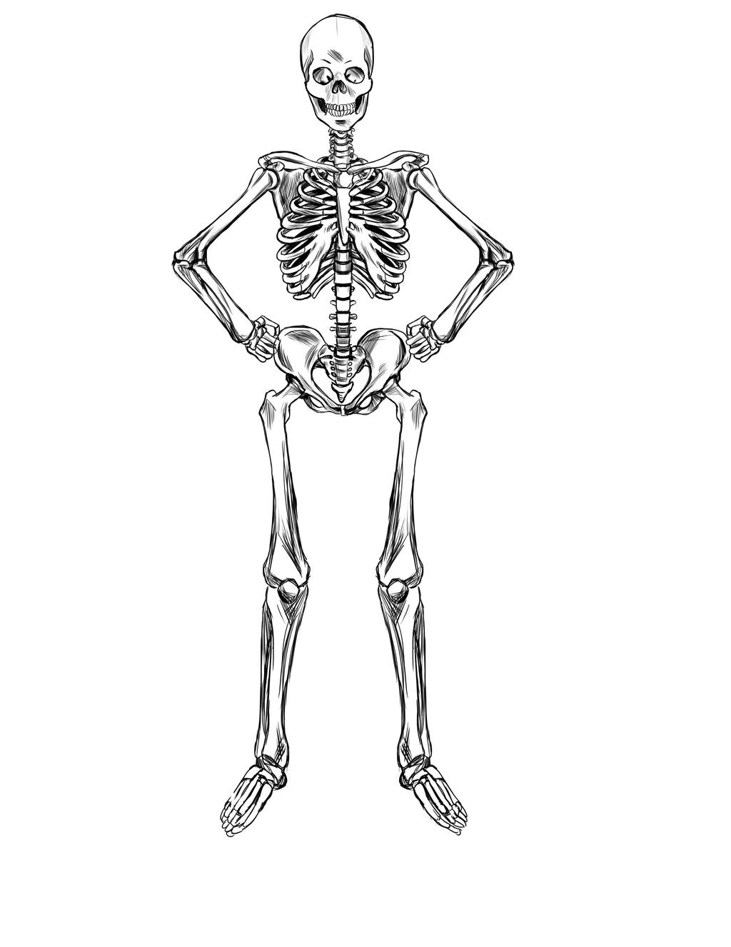 Skeleton Study by ravendark82 on DeviantArt