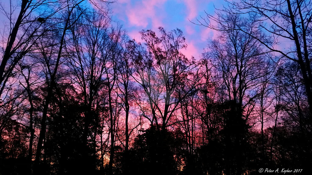 Backyard Sunrise  by peterkopher
