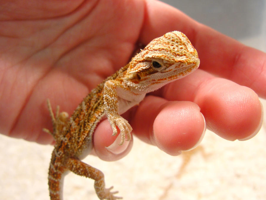 Baby Bearded Dragon by laughlady99 on DeviantArt
