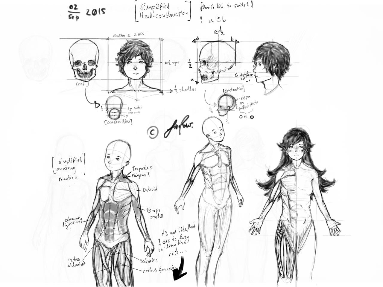 basic and simplified anatomy practice! by Ask-firepaw98 on DeviantArt