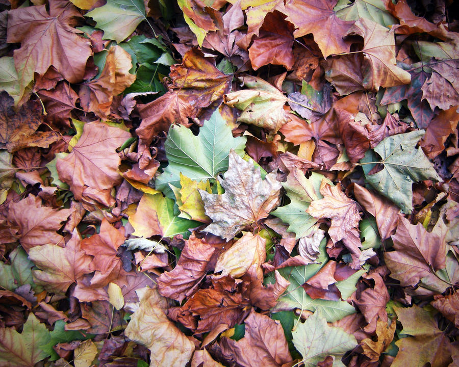 Pile of Leaves by TheBigDaveC on DeviantArt