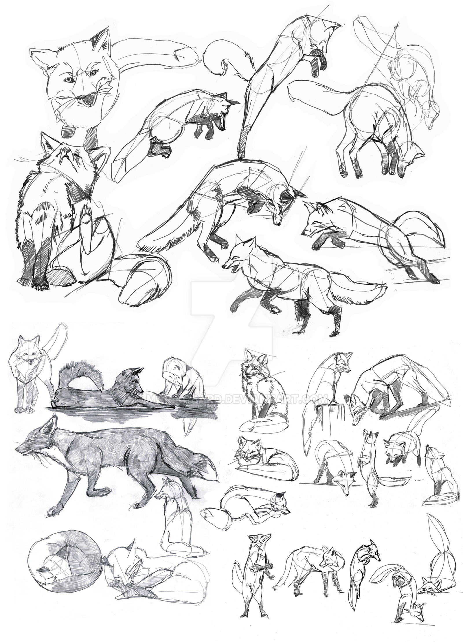 Pin by JI on Art and Ideas | Animal drawings, Animal sketches, Drawings