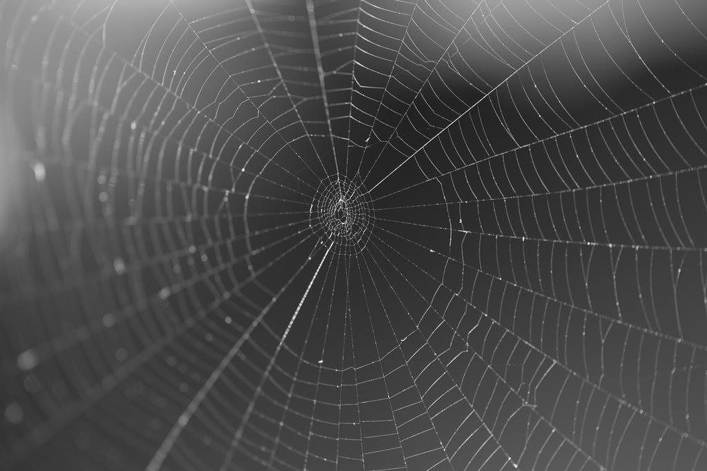 Spider web catching morning light. by StarsofNight on DeviantArt