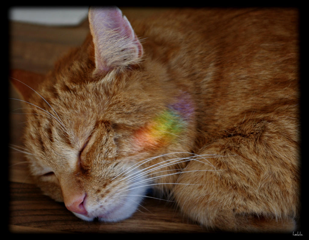 rainbowcat by hekla01 on DeviantArt