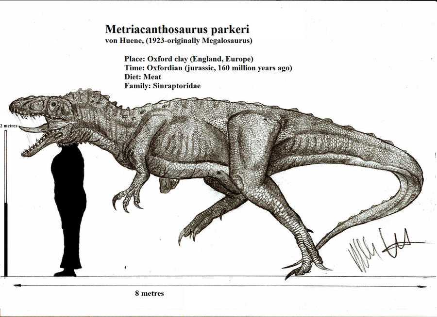 metriacanthosaurus_parkeri_by_teratophoneus-d4yy9w5.jpg