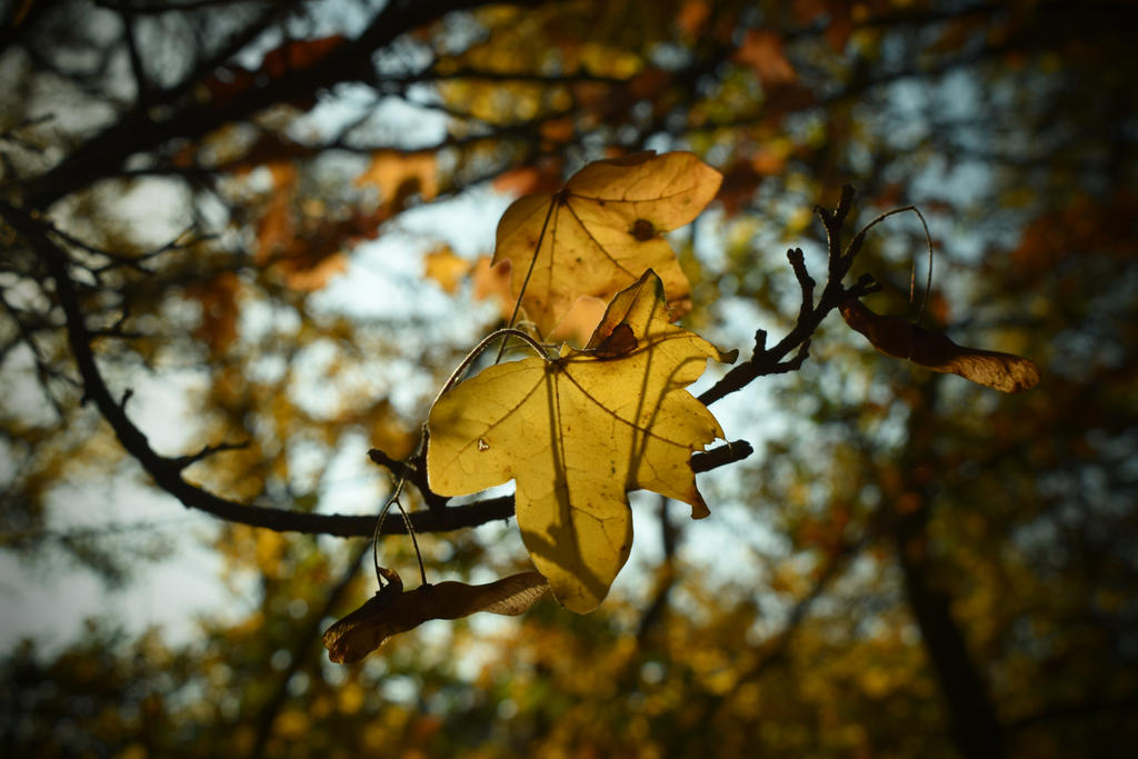 Autumn leaves on trees by jajafilm