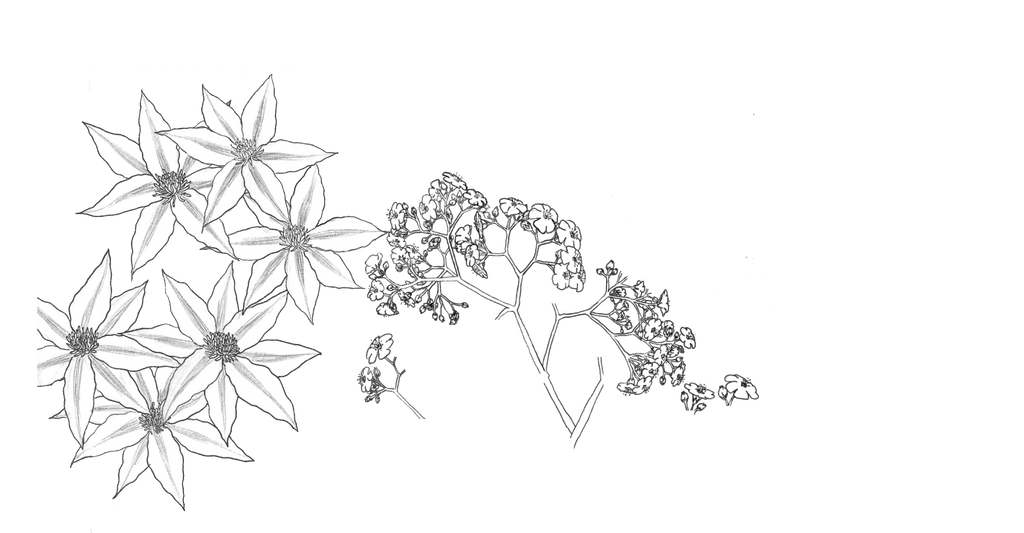 Lineart Shoujo Flowers (transparent background) by