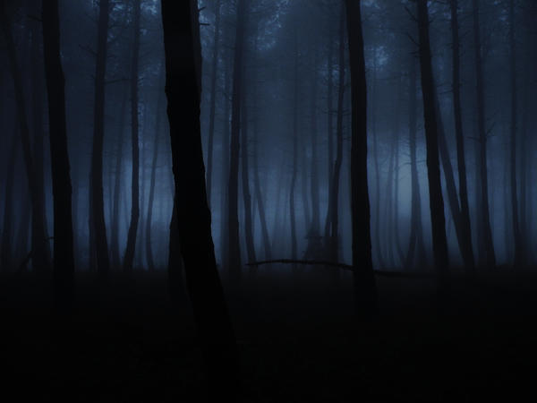 pine_forest__fog_by_avenged7x.jpg