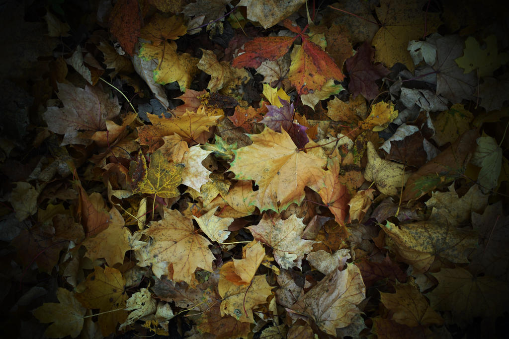 Autumn leaves by jajafilm