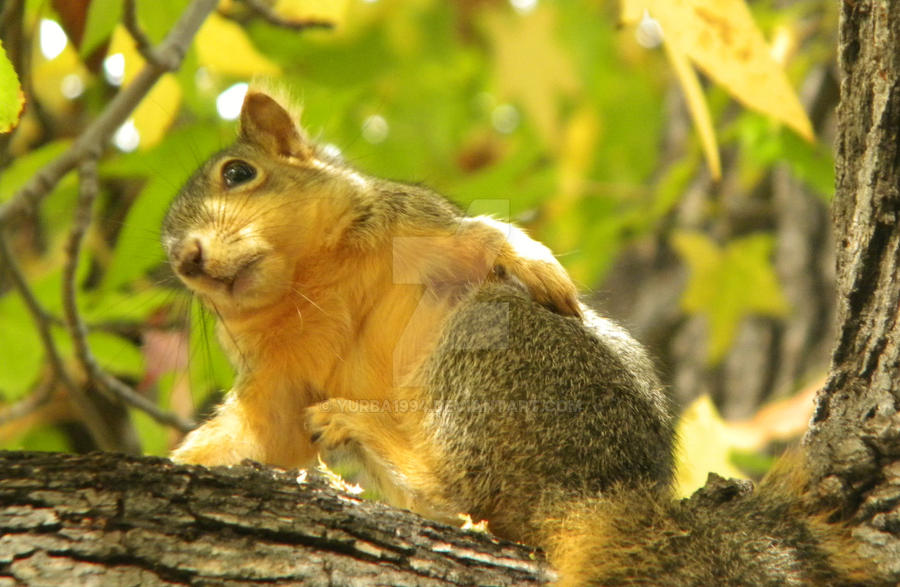 Sexy Squirrel! | Flickr - Photo Sharing!